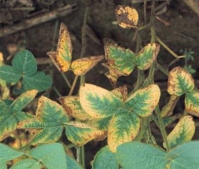 Watch For K Deficiency